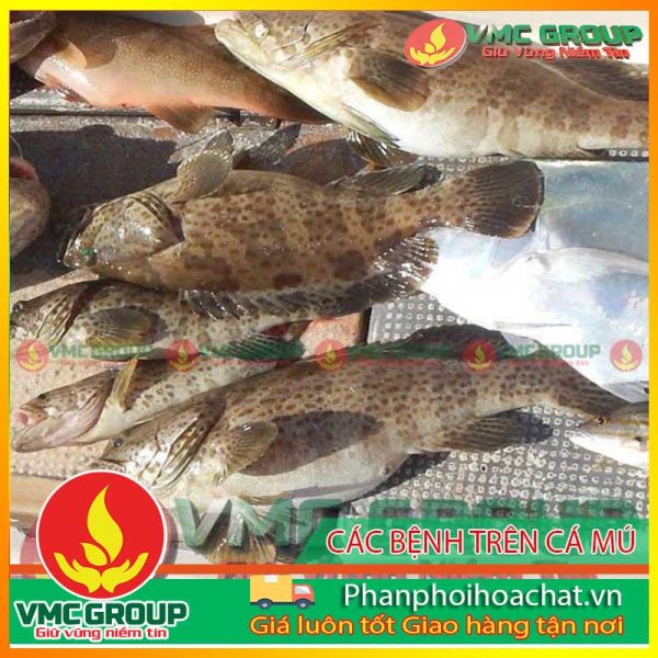 cac-benh-thong-thuong-o-ca-mu-pphcvm