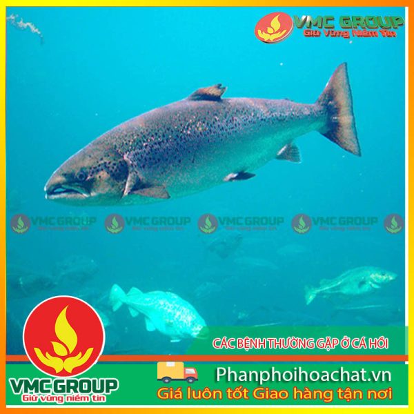 cac-benh-thuong-gap-o-ca-hoi-pphcvm