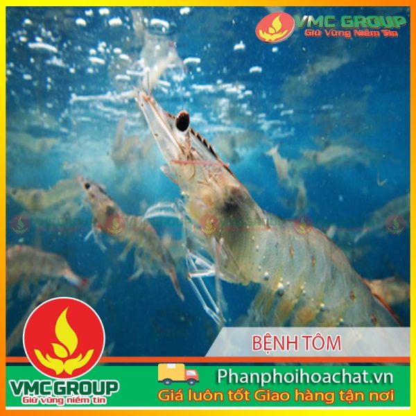 cac-giai-phap-phong-chong-benh-hoai-tu-gan-tuy-cap-va-benh-dom-trang-cho-tom-pphcvm