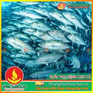 cac-benh-thuong-gap-o-ca-pphcvm